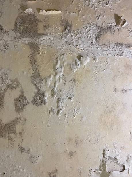 Certified Mold Removal in South Uniontown, PA