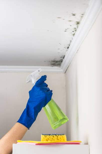 Best Certified Mold Removal  in South Uniontown, PA