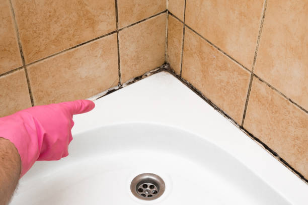 Best Mold Cleaning Services  in South Uniontown, PA